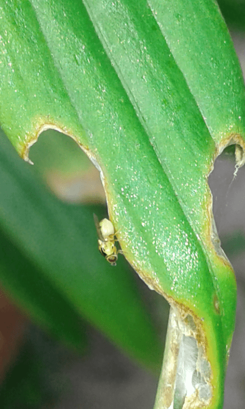 Chloropidae : Thaumatomyia sp.? .... Chloropidae sp.